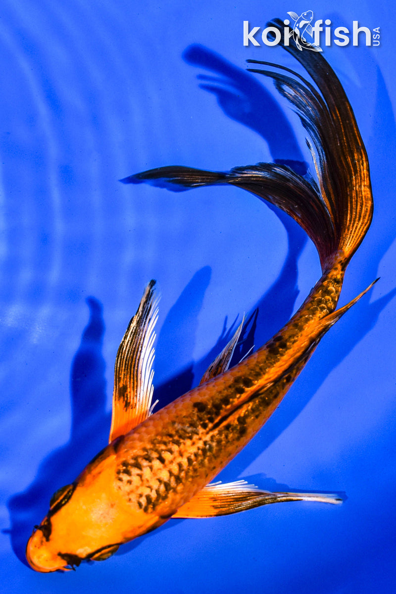 7" ORENJI MATSUBA BUTTERFLY