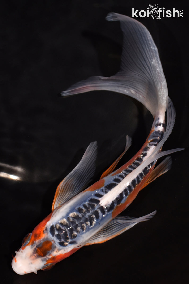 7.5" SHUSUI BUTTERFLY