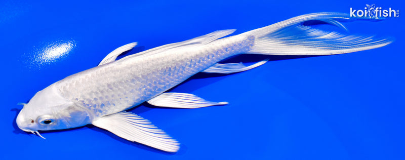 7.25" PLATINUM OGON BUTTERFLY
