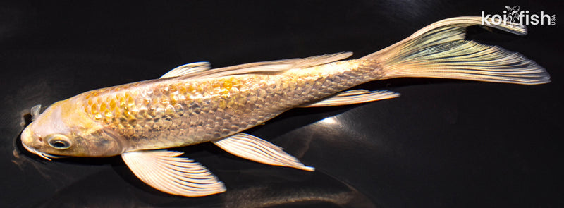 7.25" GINRIN HARIWAKE BUTTERFLY