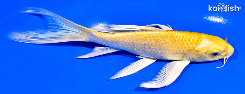 7" YAMABUKI OGON BUTTERFLY