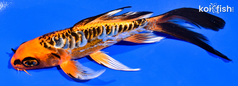 5.75" ARAGOKE BENI KIKOKURYU BUTTERFLY