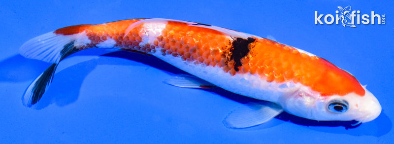 6.5" GINRIN SANKE