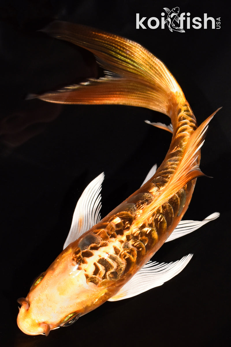 5.5" DOITSU KI MATSUBA BUTTERFLY