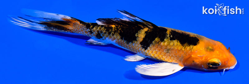 4.25" YAMATO NISHIKI BUTTERFLY