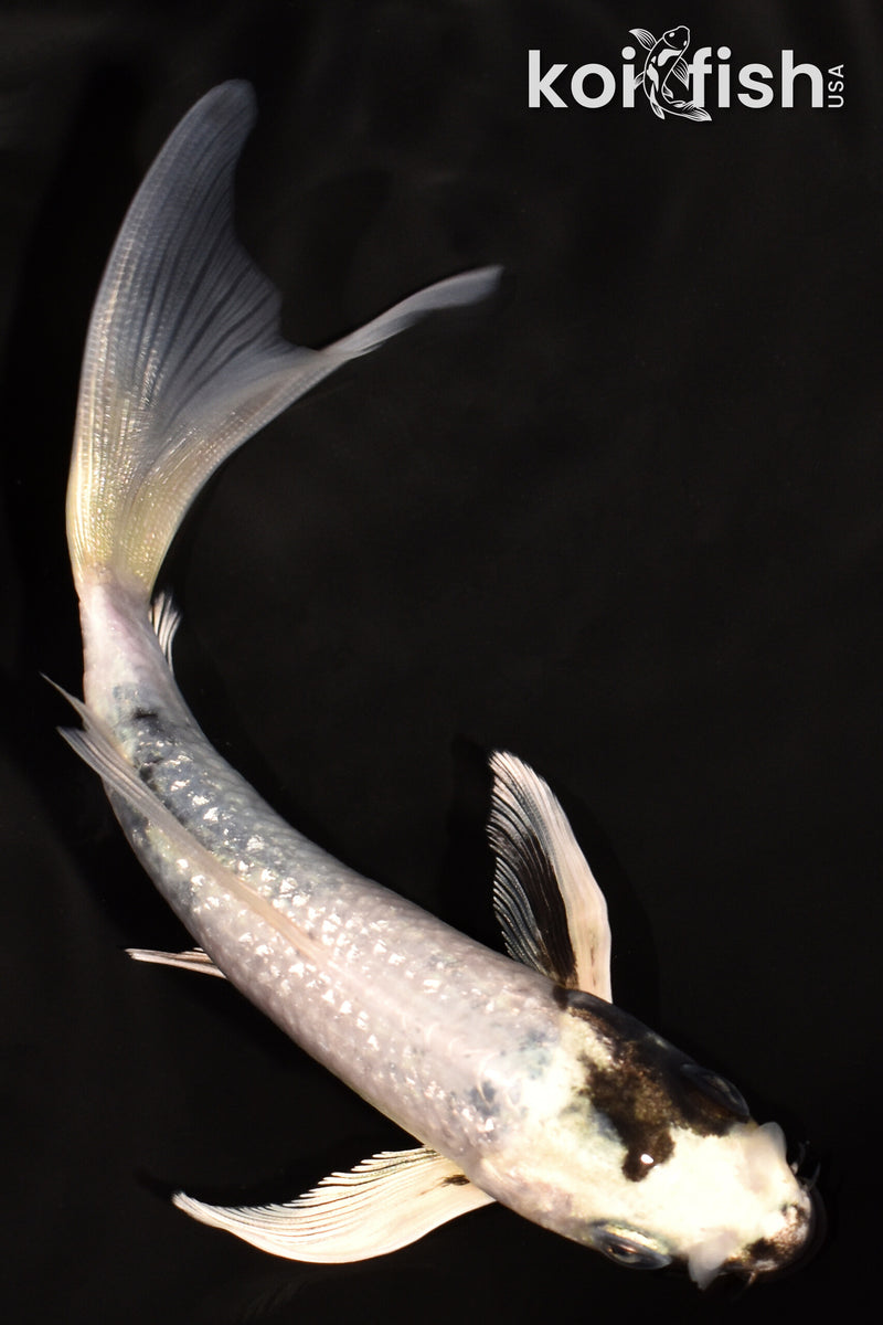 5.5" GIN SHIRO UTSURI BUTTERFLY