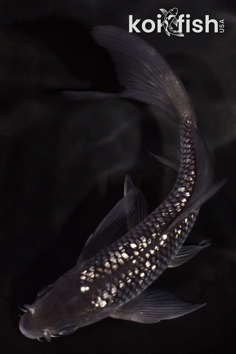 5.25" GINRIN SOROGOI BUTTERFLY