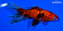 4.75" CALICO WATONAI GOLDFISH