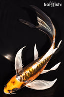 8.25" KIN KIKOKURYU BUTTTERFLY