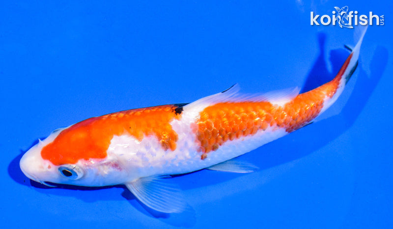 6.5" GINRIN SANKE
