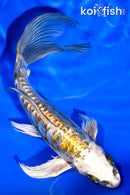 6.5" GINRIN KIN KIKOKURYU BUTTERFLY