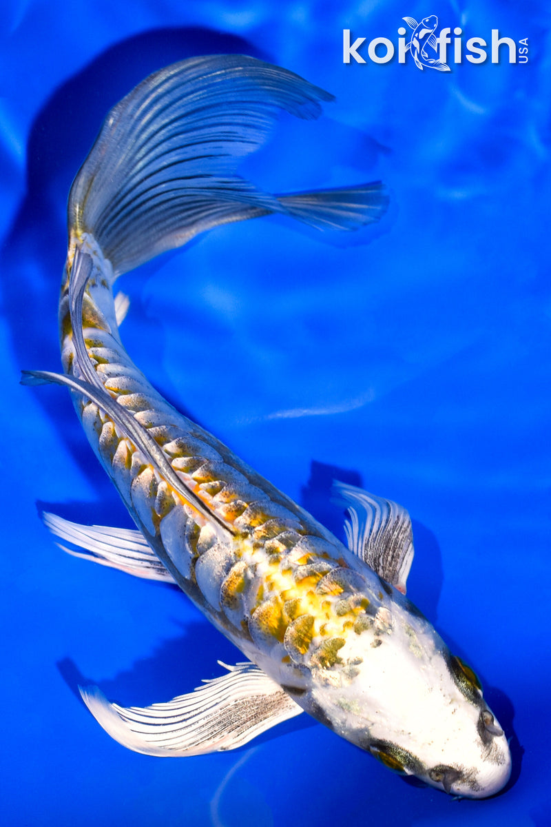 6.5" GINRIN KIN KIKOKURYU BUTTERFLY