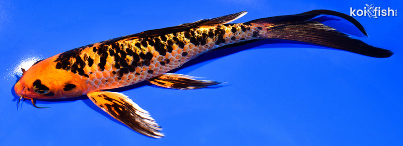 8" ORENJI BEKKO BUTTERFLY