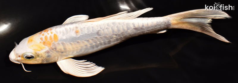 6.75" DOITSU HARIWAKE BUTTERFLY