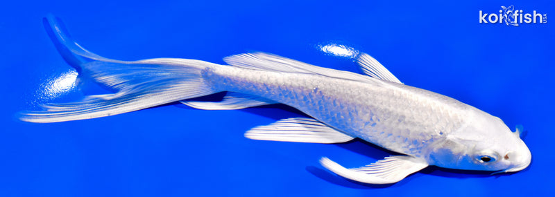 7.25" PLATINUM OGON BUTTERFLY