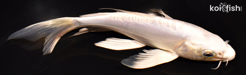 7.5" DOITSU PLATINUM OGON BUTTERFLY