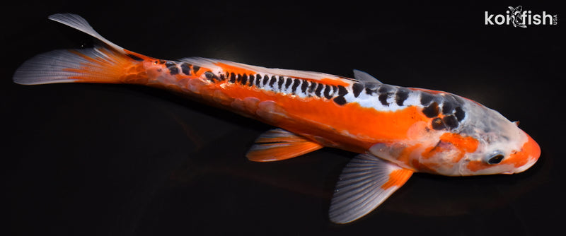 8.75" HI SHUSUI
