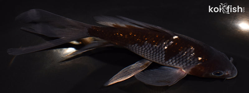 5.5" OCHIBA SHIGURE BUTTERFLY