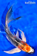 7.5" KUJAKU BUTTERFLY