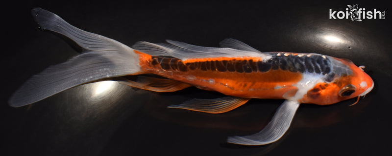6.75" HI SHUSUI BUTTERFLY