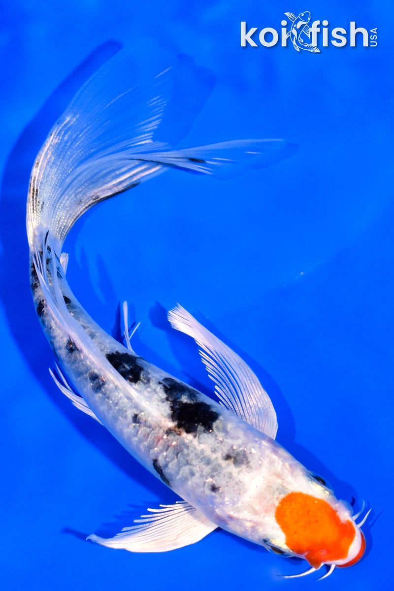 5.5" KUCHIBENI YAMATO NISHIKI BUTTERFLY