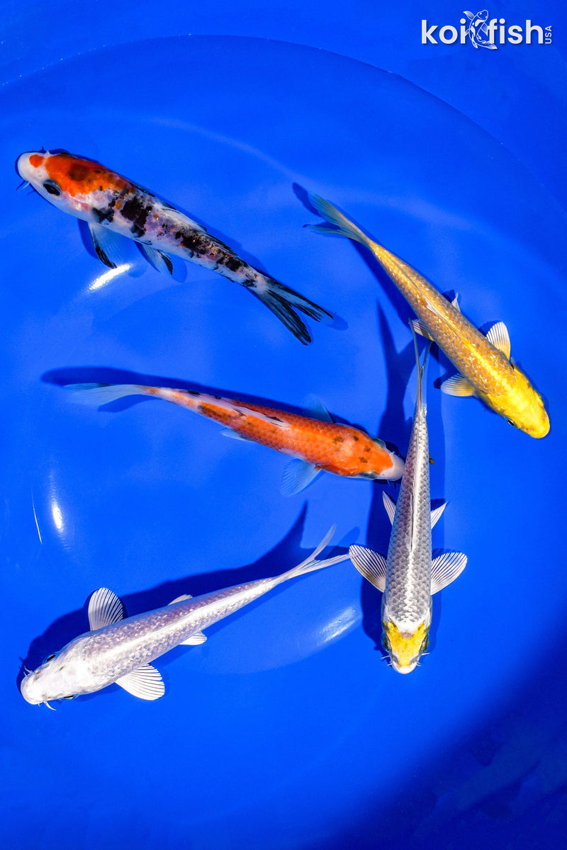 PACK OF (5) 5-6" STANDARD KOI