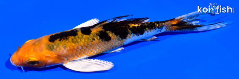 4.25" YAMATO NISHIKI BUTTERFLY