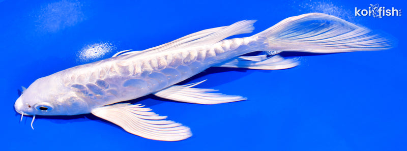 7.75" GINRIN DOITSU PLATINUM OGON BUTTERFLY