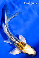 5.75" ARAGOKE KIN KIKOKURYU BUTTERFLY