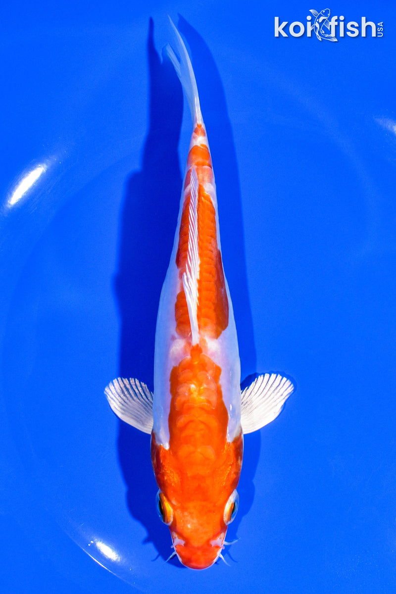 6.5" KIKUSUI