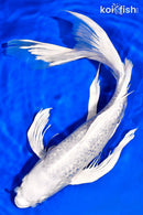 14.25" GINRIN PLATINUM OGON BUTTERFLY