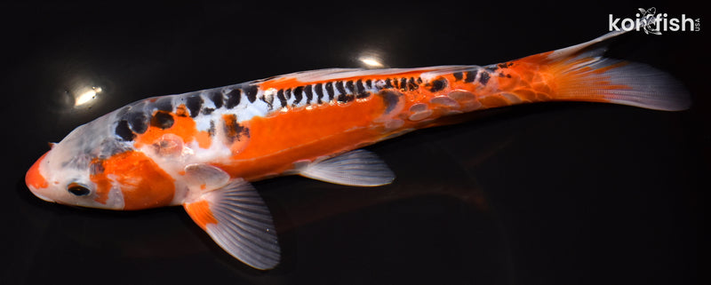 8.75" HI SHUSUI