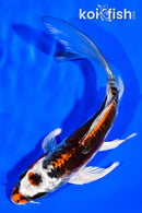 5.5" BENI KIKOKURYU BUTTERFLY