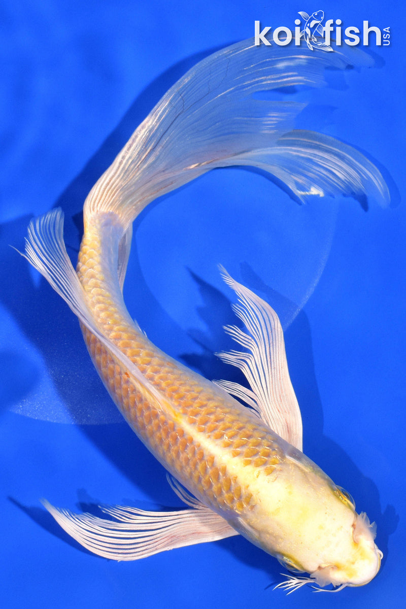 10.5" YAMABUKI OGON BUTTERFLY