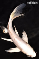 7.5" DOITSU PLATINUM OGON BUTTERFLY