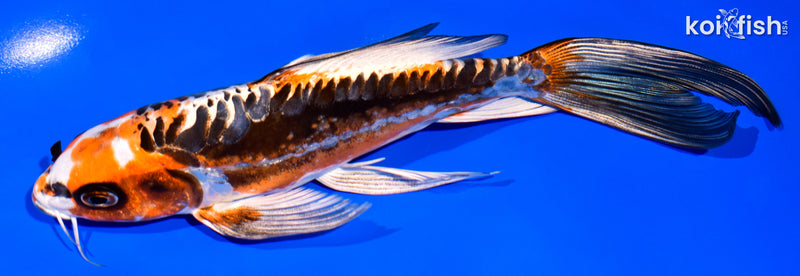 7" BENI KIKOKURYU BUTTERFLY