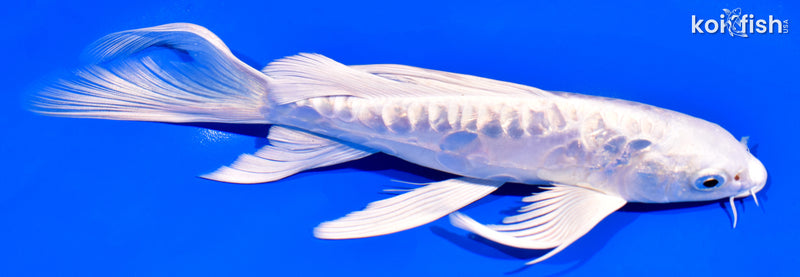 7.75" GINRIN DOITSU PLATINUM OGON BUTTERFLY