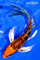 7" BENI KIKOKURYU BUTTERFLY