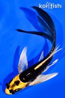 5.75" KABUTO BUTTERFLY