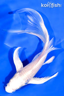 6" PLATINUM OGON BUTTERFLY