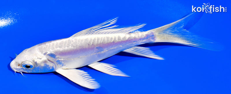 5.75" DOITSU PLATINUM OGON BUTTERFLY