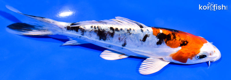 6.5" HEISEI NISHIKI