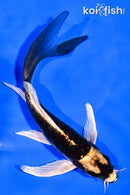 6.25" KABUTO BUTTERFLY