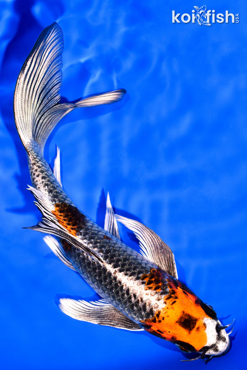 7.75" BENI GINGA BUTTERFLY