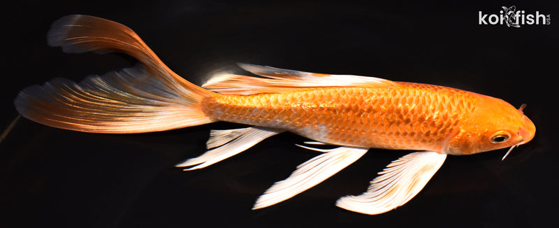 8" GINRIN ORENJI OGON BUTTERFLY