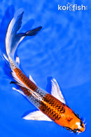 6.75" KUJAKU BUTTERFLY