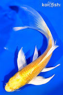 7" YAMABUKI OGON BUTTERFLY