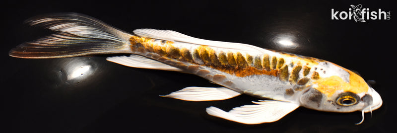 6.75" KIN KIKOKURYU BUTTERFLY