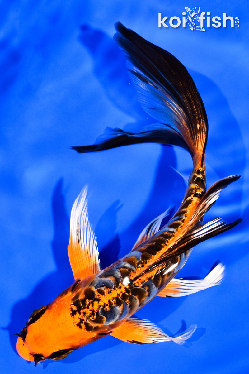 5.75" ARAGOKE BENI KIKOKURYU BUTTERFLY