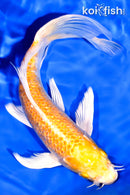 8" GINRIN HARIWAKE BUTTERFLY